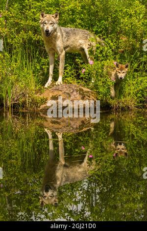 USA, Minnesota, Pine County. Wolf and pup reflect in pond. Credit as: Cathy & Gordon Illg / Jaynes Gallery / DanitaDelimont.com Stock Photo