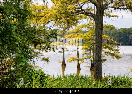 USA, Mississippi. Mississippi River Basin, cypress in Beaverdam Lake. Stock Photo