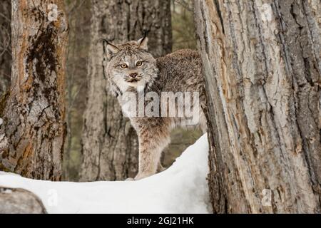 Canada Lynx or Canadian Lynx in winter, (Captive) Montana Lynx canadensis,  Felidae Stock Photo