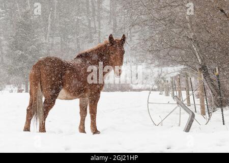 Mule and falling snow, Kalispell, Montana Stock Photo