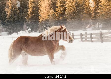 Belgian Horse roundup in winter, Kalispell, Montana. Equus ferus caballus Stock Photo