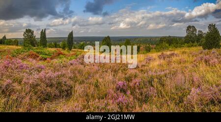 Far view from the Wilseder Mountain, to the north, in the middle of the Lueneburg Heath Stock Photo