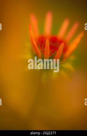 USA, New Jersey, Rio Grande. Close-up of coneflower. Credit as: Jay O'Brien / Jaynes Gallery / DanitaDelimont.com Stock Photo