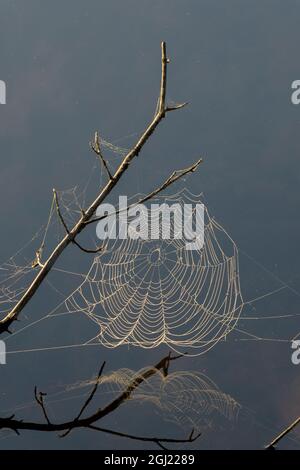 USA, New Jersey, Pine Barrens. Spider web in tree branches. Credit as: Jay O'Brien / Jaynes Gallery / DanitaDelimont.com Stock Photo
