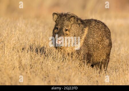 USA, New Mexico, Bosque Del Apache National Wildlife Refuge. Javelina close-up in grass. Credit as: Cathy & Gordon Illg / Jaynes Gallery / DanitaDelim Stock Photo