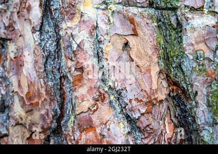 The bark of a pine tree. Tree bark in large. Background tree bark. Stock Photo