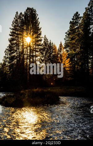 USA, Oregon. Camp Sherman, starburst through ponderosa pines at headwaters of Metolius River. Stock Photo