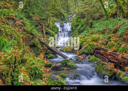 USA, Oregon. Columbia River Gorge National Scenic Area, Emerald Falls on Gorton Creek in autumn with fallen leaves and moss covered rocks and trees. Stock Photo