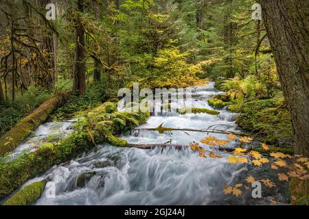 Rushing water in pristine Olallie Creek near McKenzie River, Willamette National Forest, Cascade Mountains, Oregon. Stock Photo