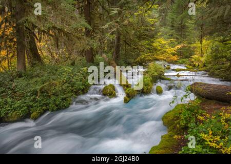 Rushing water in pristine Olallie Creek near McKenzie River, Willamette National Forest, Cascade Mountains, Oregon. Stock Photo