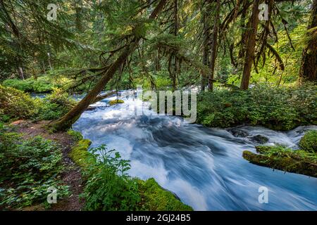 Rushing water in pristine Olallie Creek near McKenzie River, Willamette National Forest, Cascade Mountains, Oregon. Stock Photo