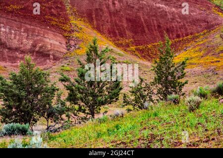 Painted Hills and golden bee plants. Stock Photo