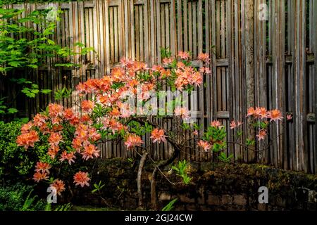 Rhododendron, Portland Japanese Garden. Stock Photo