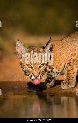 Bobcat (Lynx rufus) drinking Stock Photo