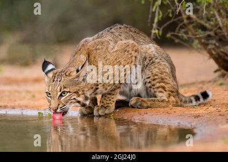Bobcat (Lynx Rufus) drinking Stock Photo