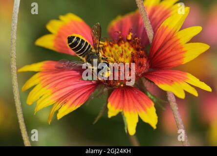 Honey authentic bee pollinating an Indian Blanket flower printed on a wrapped canvas