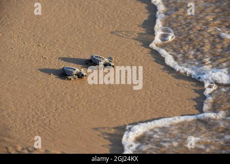 Kemp's ridley sea turtle (Lepidochelys kempii), baby turtles walking towards surf, South Padre Island, South Texas, USA Stock Photo