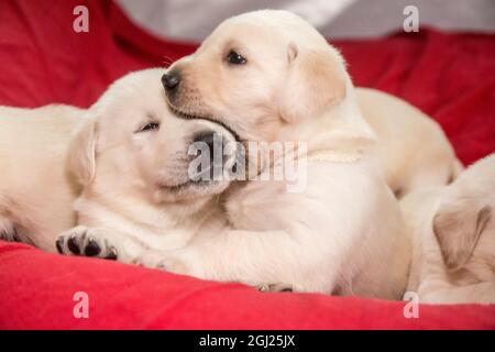 Litter of mischievous one month old Yellow Labrador puppies. (PR) Stock Photo