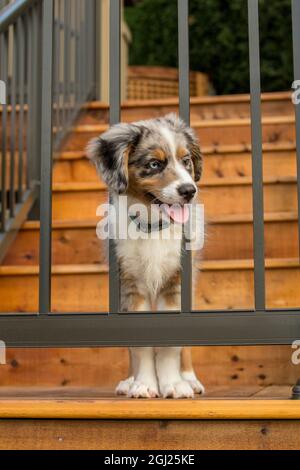 Sammamish, Washington State, USA. Three month old Blue Merle Australian Shepherd puppy trying to get through the railing on her new deck. (PR)