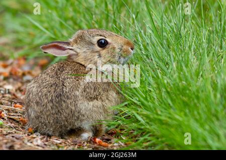 WA, Redmond, Eastern Cottontail baby rabbit (Sylvilagus Floridanus ...