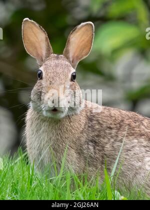Washington State. Eastern cottontail Stock Photo