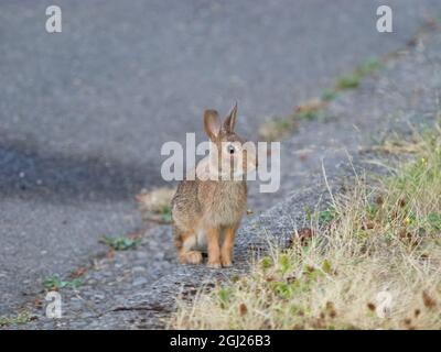 Washington State. Eastern cottontail Stock Photo