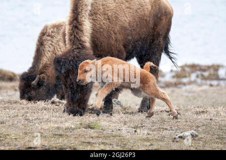 Yellowstone National Park. American bison calf runs and playing in the snow squall. Stock Photo