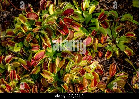 Venus flytrap in garden bed. Dionaea muscipula. Exotic tropical plant. Beauty in nature. Stock Photo