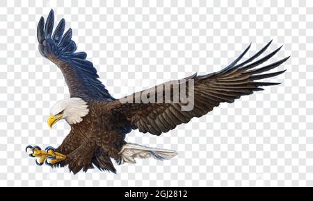 Bald eagle swoop attack hand draw and paint color on checkered background vector illustration. Stock Vector