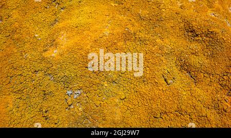 full frame abstract orange sea lichen background Stock Photo