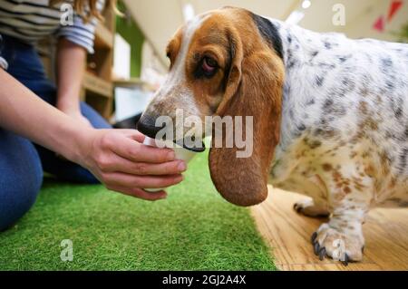 Basset hound shop balls