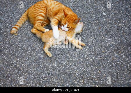 Orange cats mother and baby playing on the ground. Stock Photo