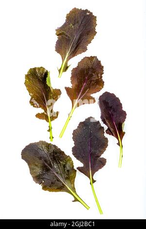 freshly harvested red mustard leaves on a white background Stock Photo