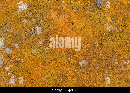 full frame abstract lichen closeup Stock Photo