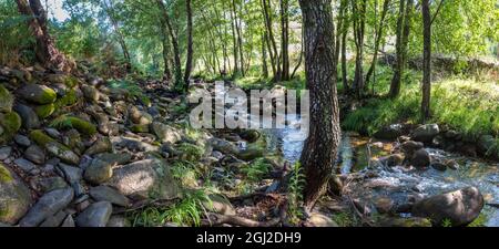 Alder tree forest at Ribera de Acebo river. Exceptional nature spot in the heart of Sierra de Gata, Caceres, Extremadura, Spain Stock Photo