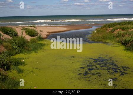 Eutrophication at the small river which is flowing to the sea Stock Photo