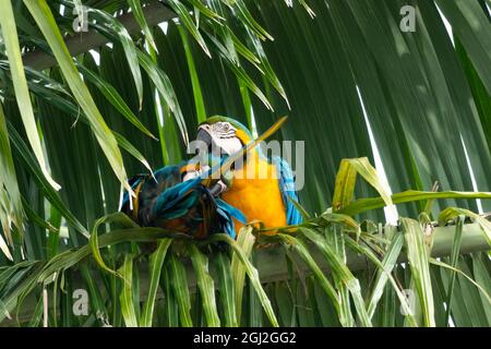 Blue and Yellow Macaws (ara ararauna) preening each other.  Macaws perching in a palm tree. Parrots playing together. Stock Photo