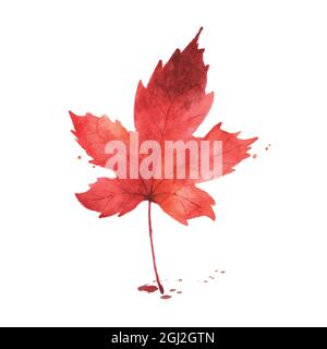 Watercolor autumn leaf. Maple leaf watercolor hand-painted isolated on white background. illustration for design decorative in the autumn festival, gr Stock Vector