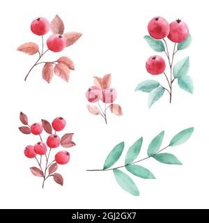 Hand-painted watercolor illustration. set of autumn elements rowan berries perfect for design decorative in the autumn festival. greeting cards, invit Stock Vector