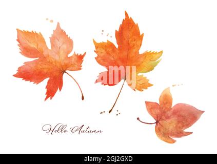 Set of maple leaves watercolor hand-painted isolated on white background. illustration perfect for design decorative in the autumn festival, greeting Stock Vector