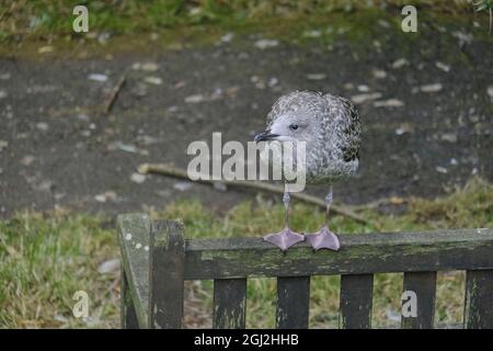 Juvenile European Herring Gull (Larus argentatus) perched on the back of a park bench. In its first year plumage. Stock Photo