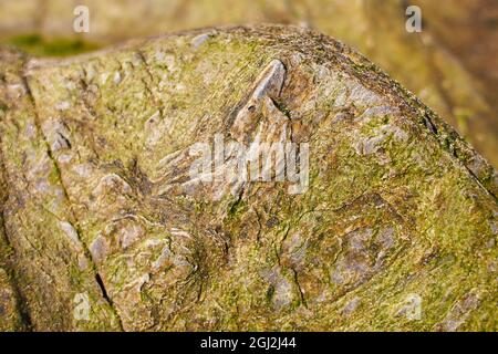 Marble texture background floor decorative stone interior. natural pattern of marble background, Surface rock stone with a pattern of Emperador marble Stock Photo
