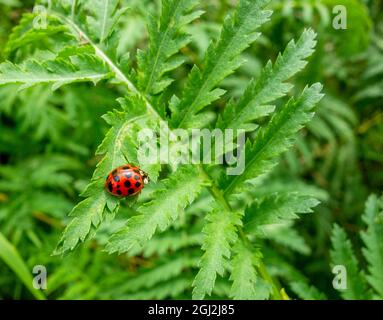 Lady Bug on a green spiky leaf in sunny ambiance Stock Photo