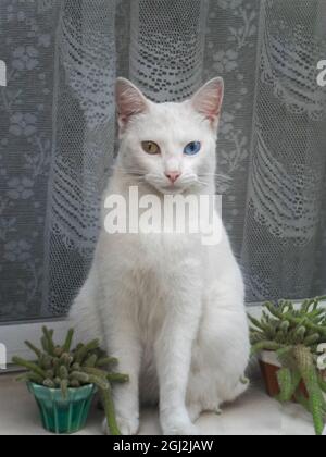 closeup shot of a lovely white cat sitting and looking at the camera. Heterochromia. Stock Photo