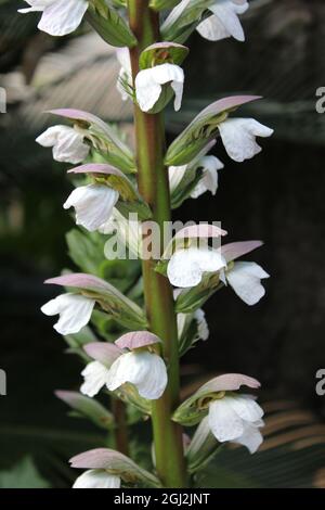 Acanthus spinosus, also known as the spiny bear's breech. Stock Photo