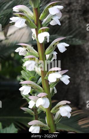 Acanthus spinosus, also known as the spiny bear's breech. Stock Photo