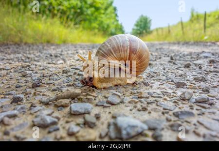 Low angle shot of a roman snail on a field path at summer time Stock Photo