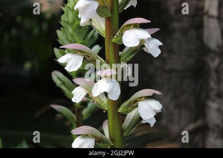 Acanthus spinosus, also known as the spiny bear's breech. Stock Photo