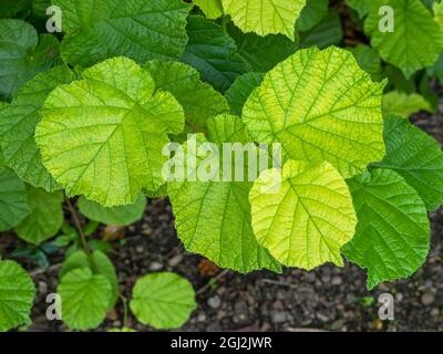 Leaves of common hazel with beautiful colours and textures Stock Photo