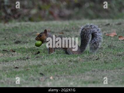 A UK Grey Squirrel, Sciurus carolinensis carrying a walnut in its mouth looking for a hiding place Stock Photo